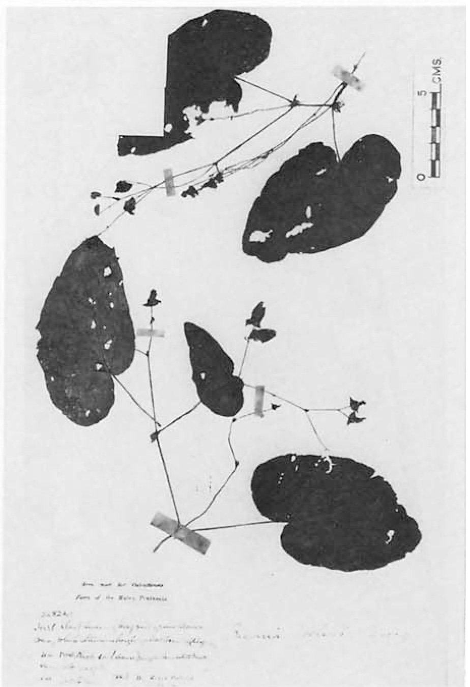 B. debilis